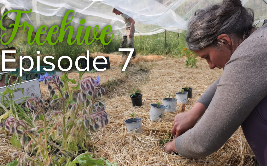 #7 WATER CANALS & VEGGIES