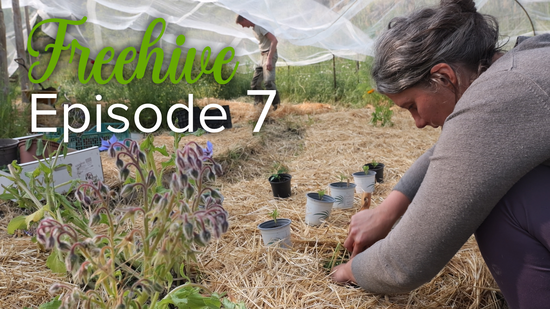 #7 WATER CANALS & VEGGIES